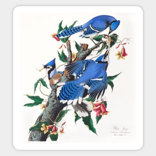 Blue Jay from Birds of America (1827) Sticker